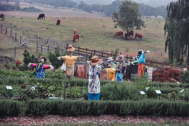 Town Farm 1