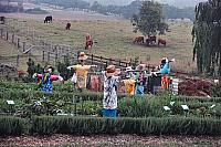 Town Farm 1