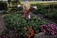 Town Farm 2